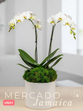 La orquídea del día